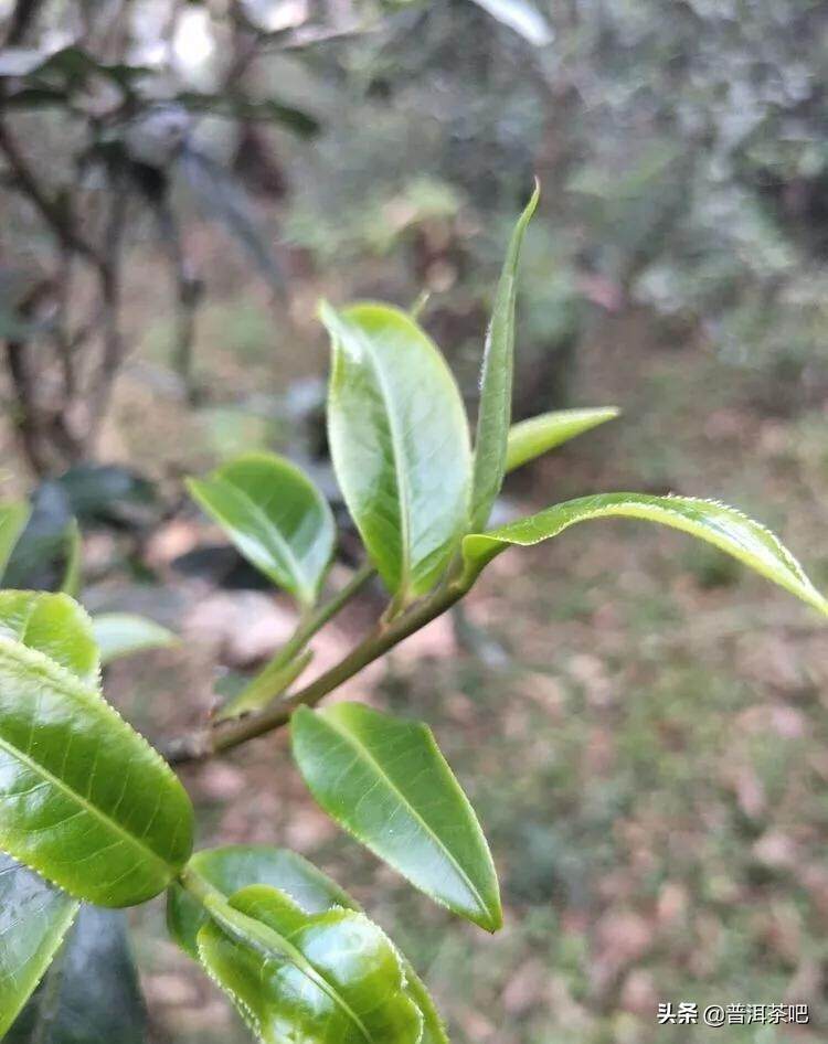 「干货分享」详解普洱茶树发芽时间