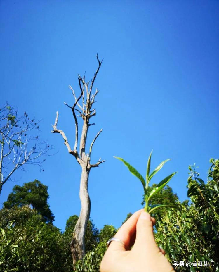 「干货分享」云南普洱茶春茶茶山行（多图欣赏）