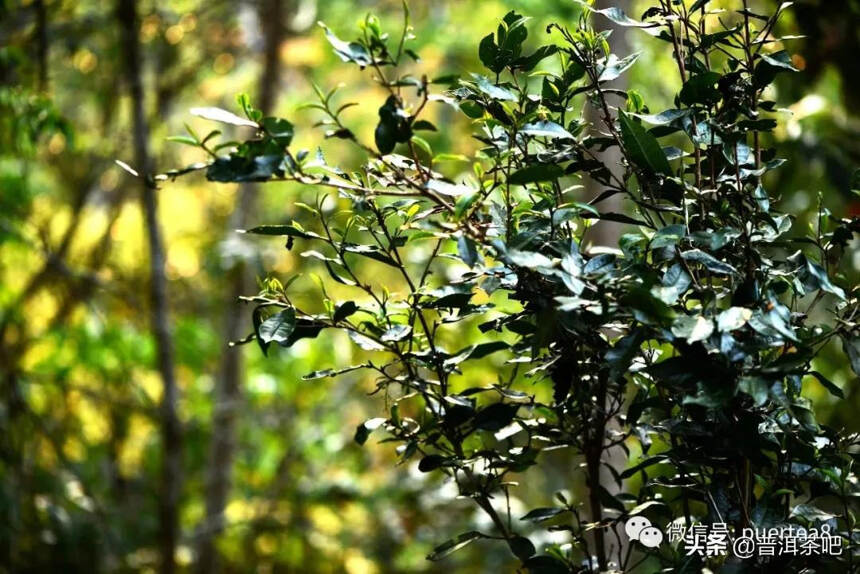 「普洱茶山行」探访古树普洱茶源头之——倚邦茶山