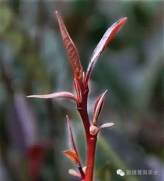 何为紫芽茶？