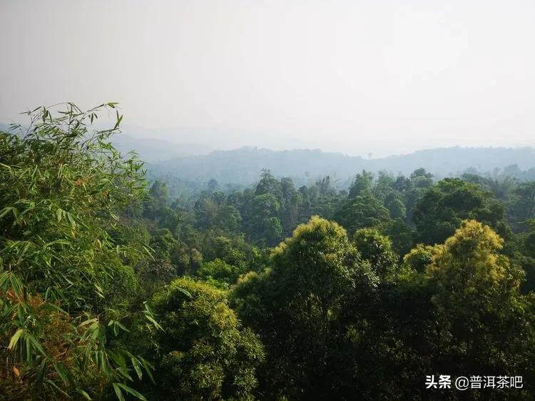 「干货分享」西双版纳普洱茶茶山行