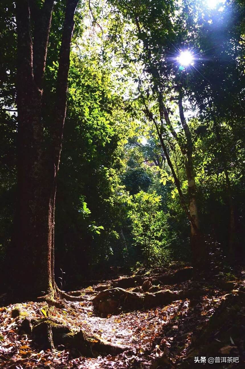 巴达山——西双版纳州野生古茶树资源最集中的区域