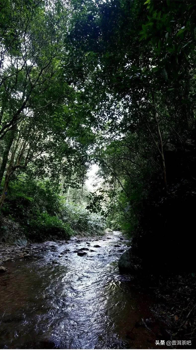 「瑶区普洱茶」以百花之名绽放野冽韵味，百花潭古树茶