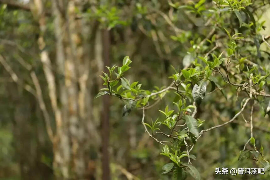 「干货分享」与铜箐河比邻而居的金厂河桃子山