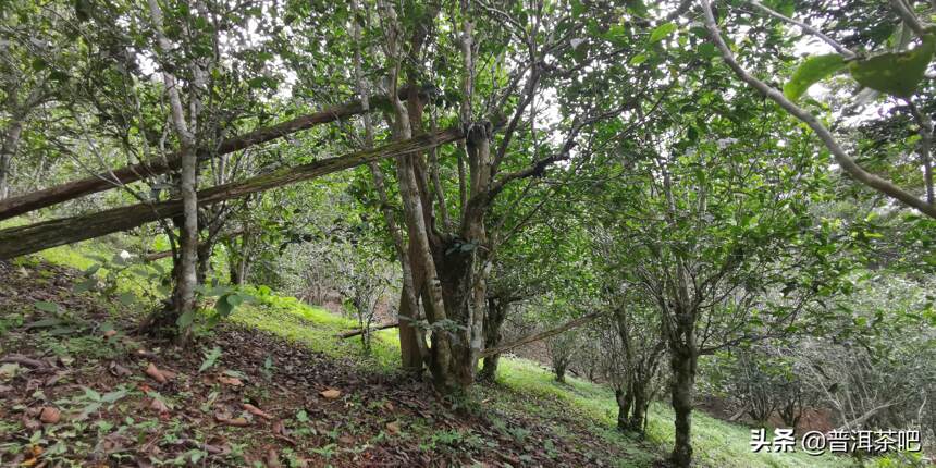 「干货分享」详细解析古六大茶山蛮砖古树普洱茶