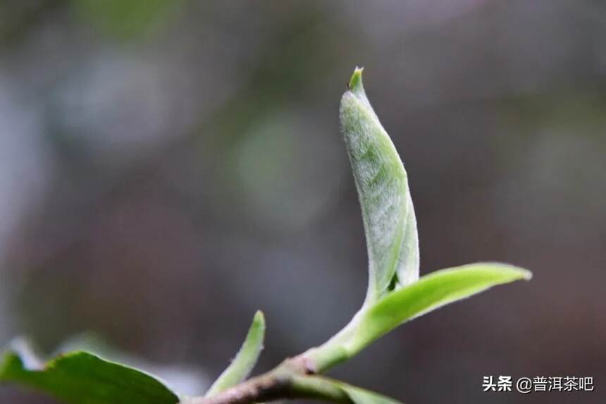 彩农茶｜2021秋•白花岭古树，