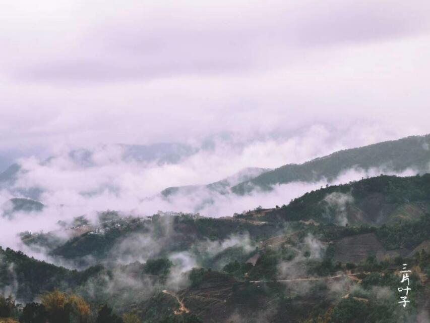 曼洒茶山介绍