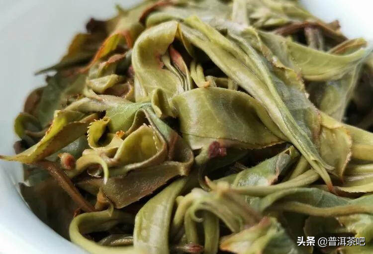 「干货分享」云南普洱茶春茶茶山行（多图欣赏）