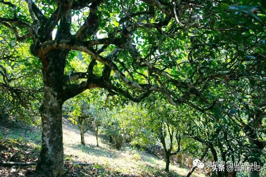 2021年普洱茶吧春畅珍藏易武《古曼撒》古树纯料春茶