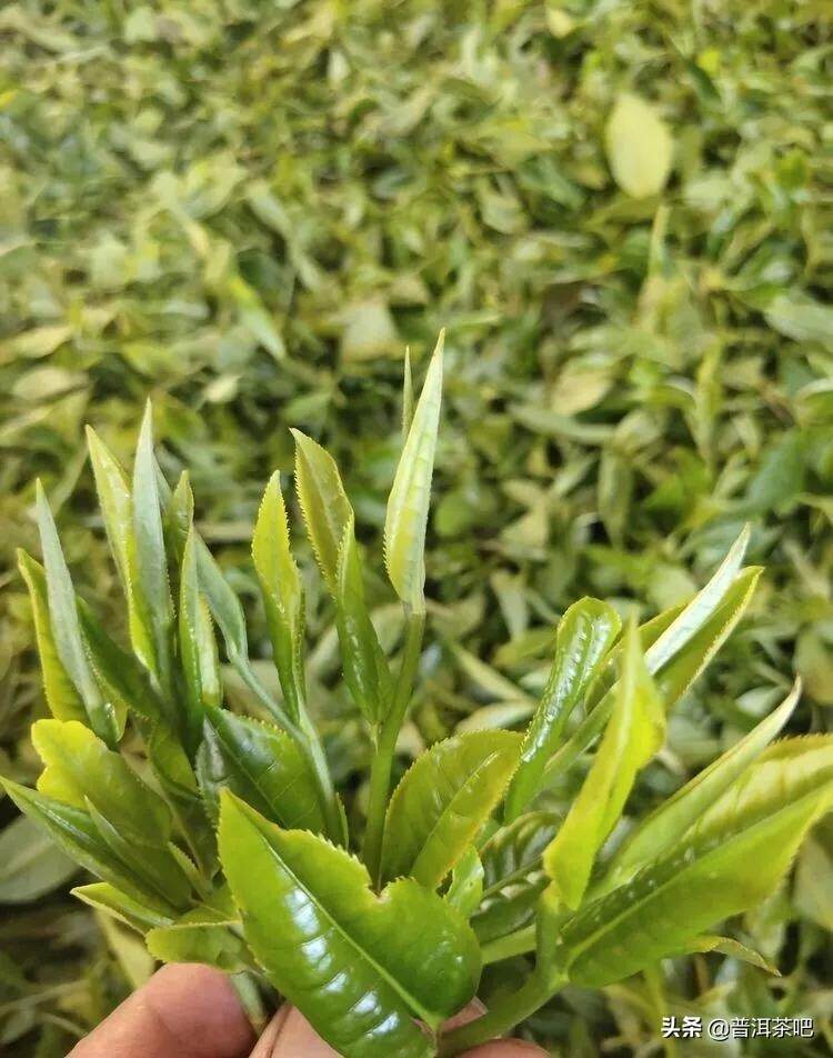 「干货分享」详解普洱茶树发芽时间