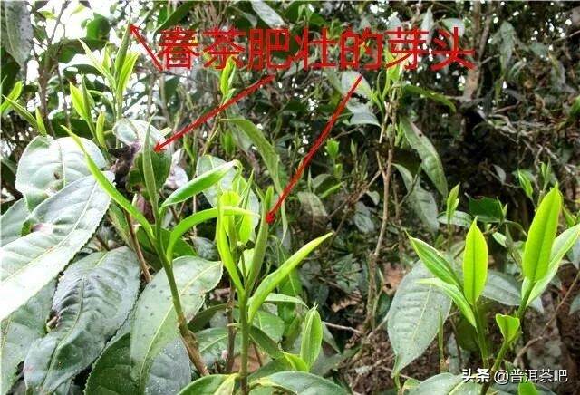 「入门干货」普洱春茶和秋茶各有什么特点？怎样辨识？