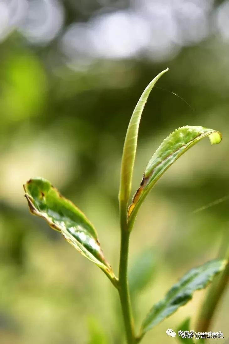 「干货分享」云南六大古茶山游记，还会发光的曼撒古茶山