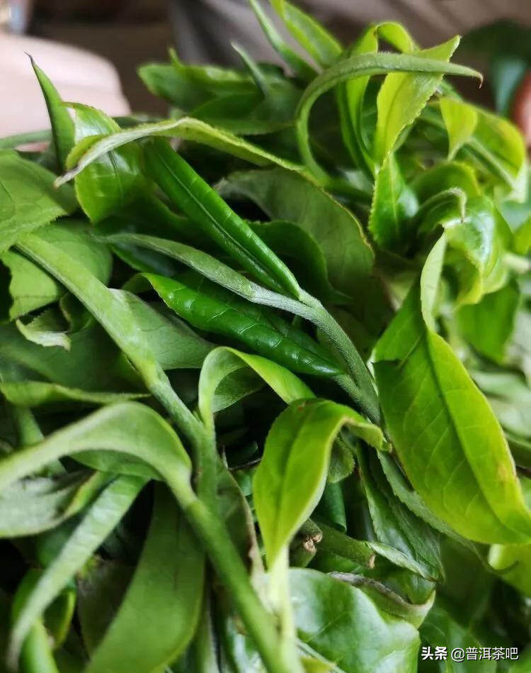 「干货分享」云南普洱茶春茶茶山行（多图欣赏）