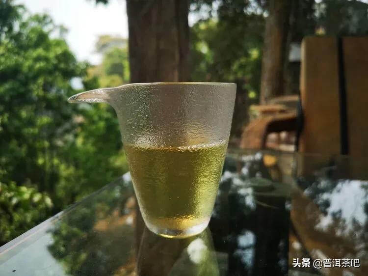 「干货分享」西双版纳普洱茶茶山行