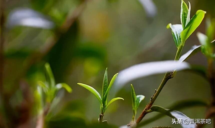 易武茶之高山寨，易武地区保存最完整的古茶园