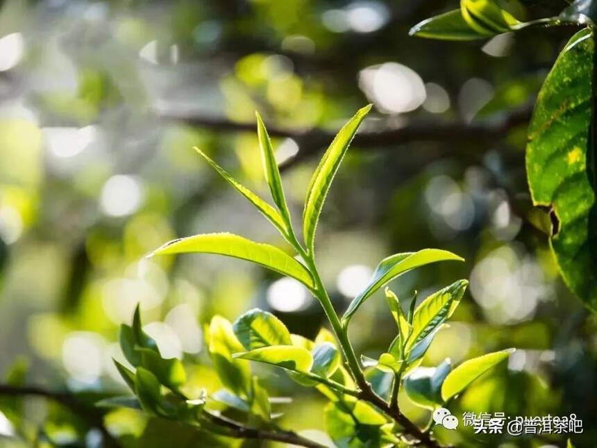 「易武古曼撒」2021年普洱茶吧春畅珍藏易武古曼撒古树纯料春茶