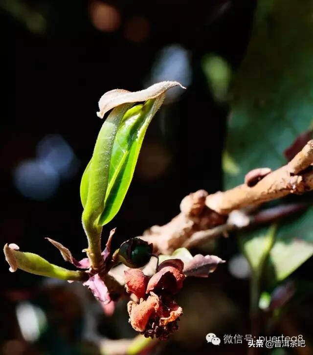 「干货分享」给普洱茶新茶友的一些建议