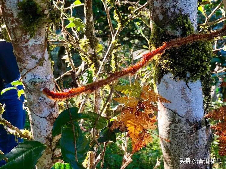 「普洱茶山行」干货分享贺开古树普洱茶兰香扑面何处来？