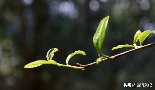 「干货分享」普洱茶茶气并不神秘