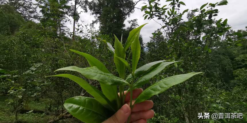 「干货分享」详细解析古六大茶山蛮砖古树普洱茶