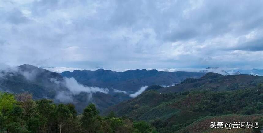 「干货分享」茶事｜读懂易武，你首先要知道这5个点