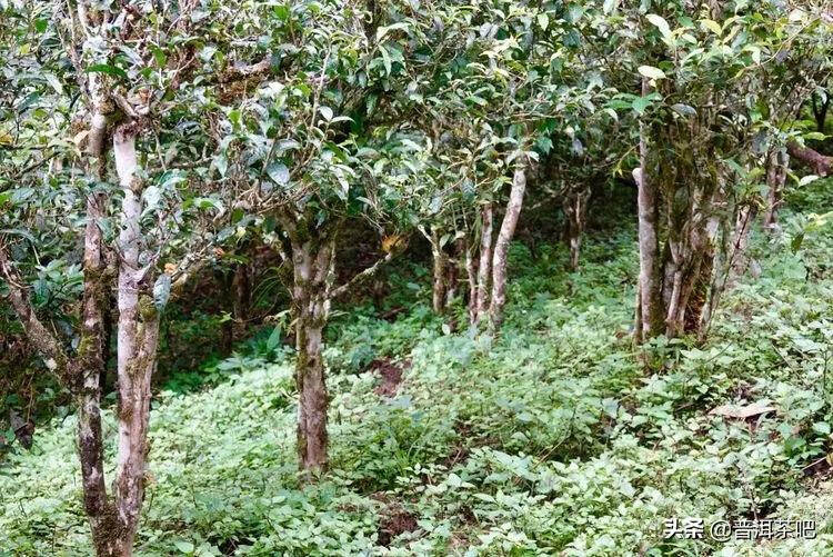 「普洱茶山行」班盆的古茶园宛如原始森林