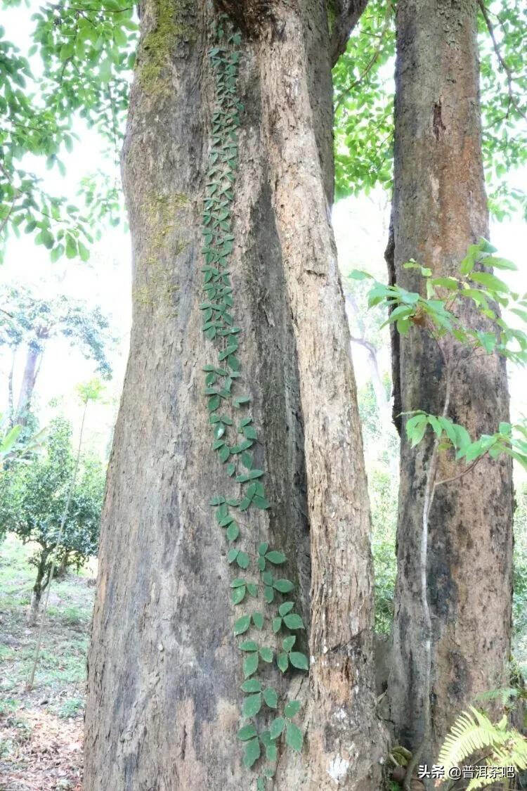 「普洱茶山行」云南普洱景迈山芒景村布朗族的家园普洱茶的故乡