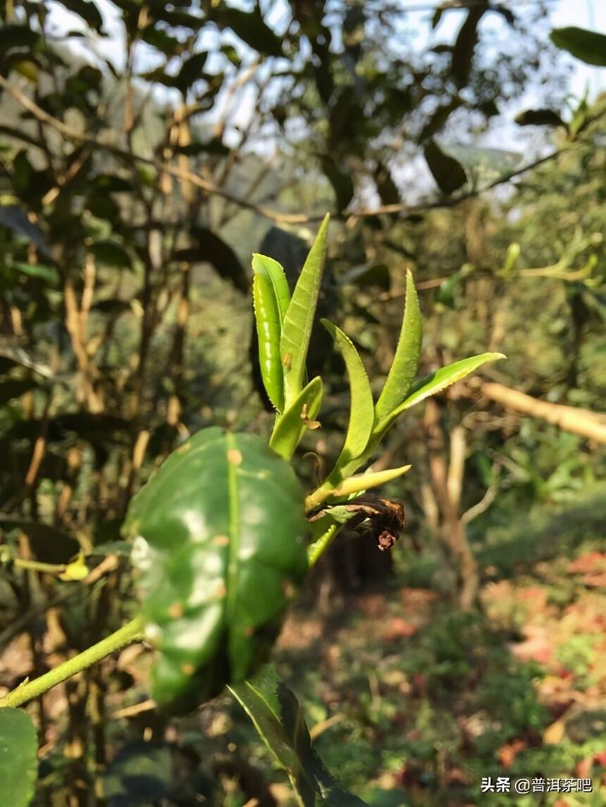 ‖茶界稀有古树，被埋没的凤凰窝