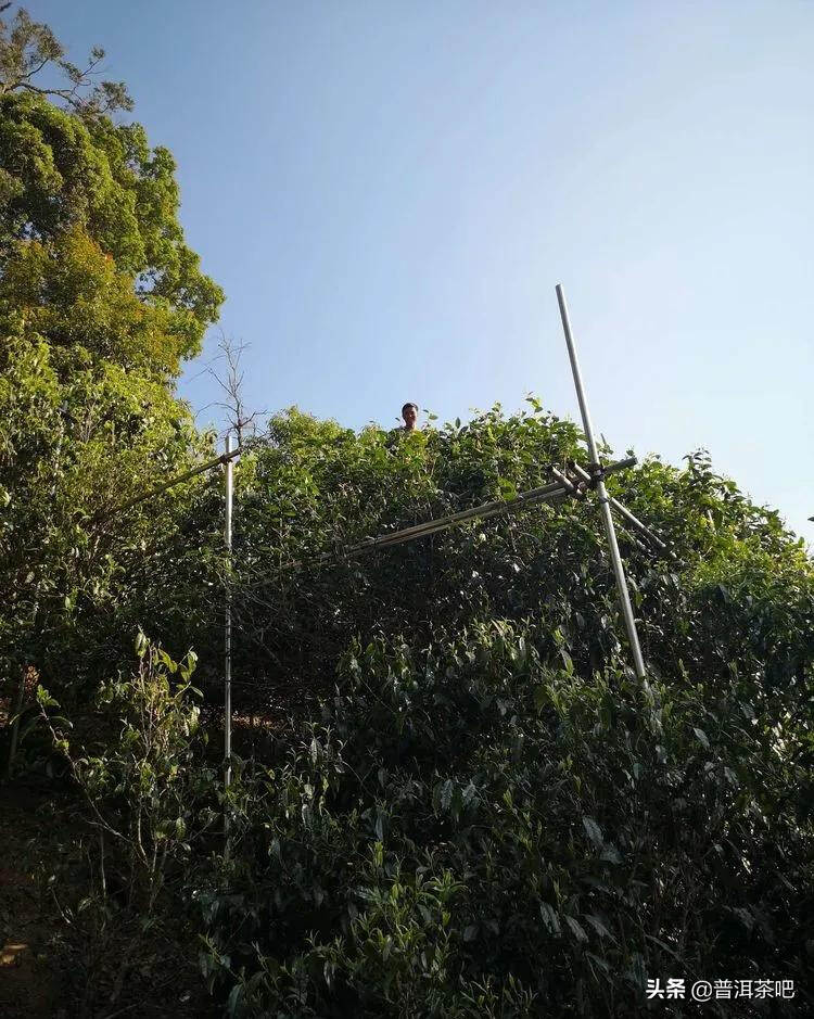 「干货分享」云南普洱茶春茶茶山行（多图欣赏）