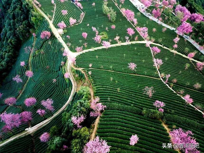 云南大理无量山樱花谷，中国冬天最美的地方，没有之一