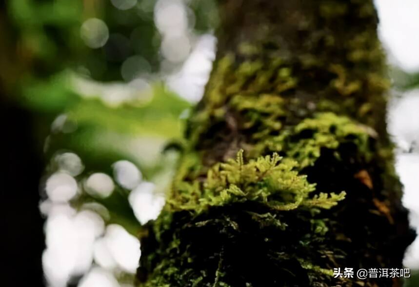 「干货分享」滑竹梁子&刮风寨，哪座茶山更能代表原始森林的味道