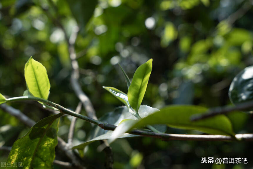 ‖勐往乡的曼糯，“遗世独立”的茶山，喝过便念念不忘