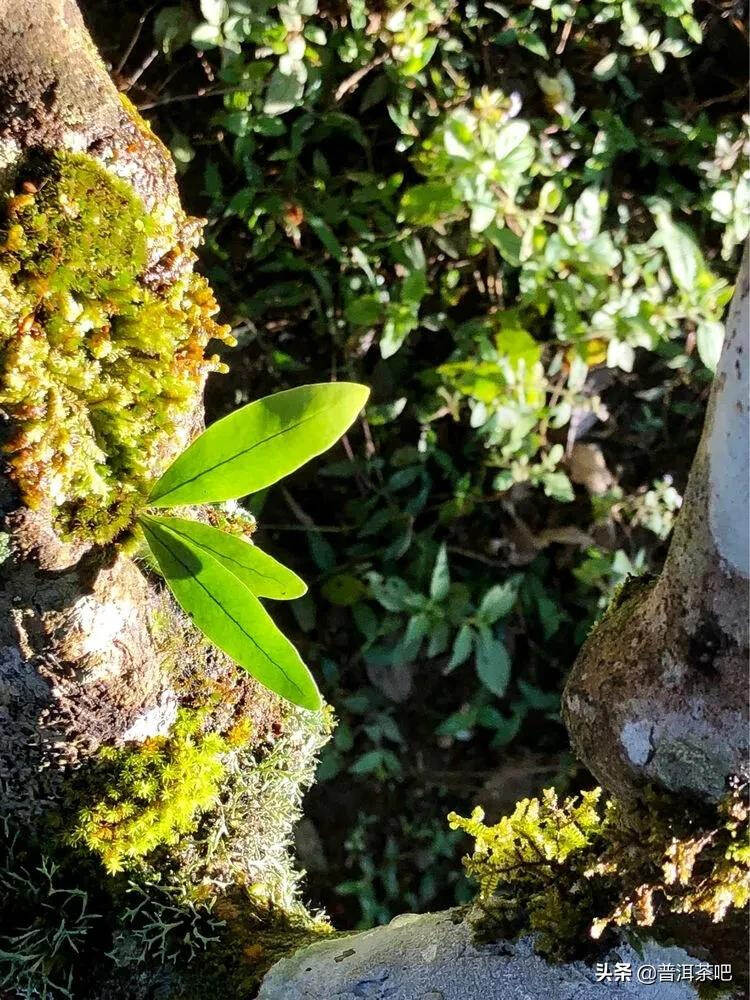 「普洱茶山行」干货分享贺开古树普洱茶兰香扑面何处来？