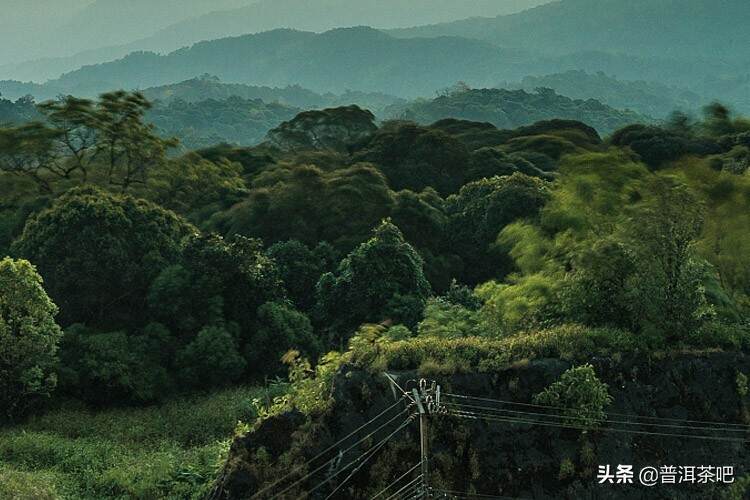 勐海茶区面积最大的古茶园有哪些？