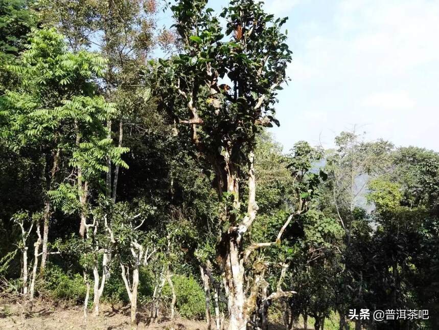 普洱茶新六大茶山详解