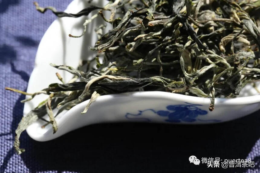 「干货分享」景迈大寨最出名的古树茶园之大平掌古茶园