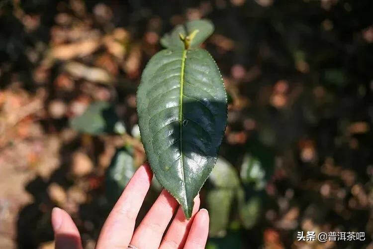 「普洱茶山行」那卡，勐海境内唯一中小叶种山头