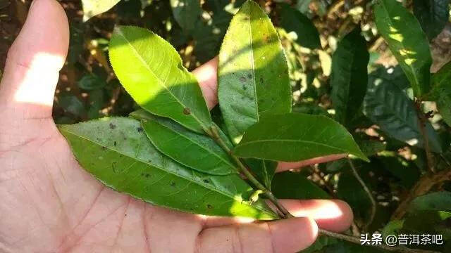 「普洱茶山行」那卡，勐海境内唯一中小叶种山头