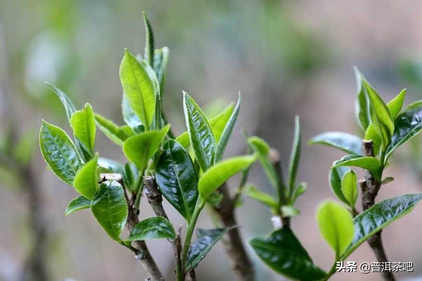 云南代表性山头茶口感总结