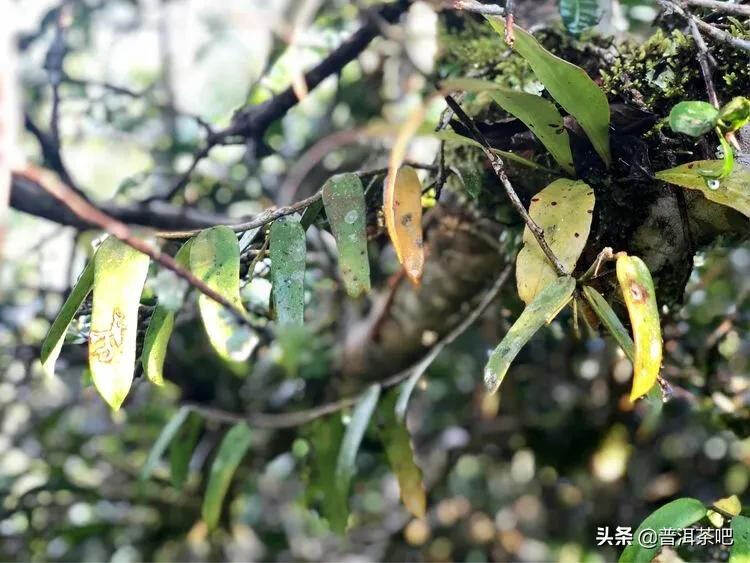 「普洱茶山行」干货分享贺开古树普洱茶兰香扑面何处来？