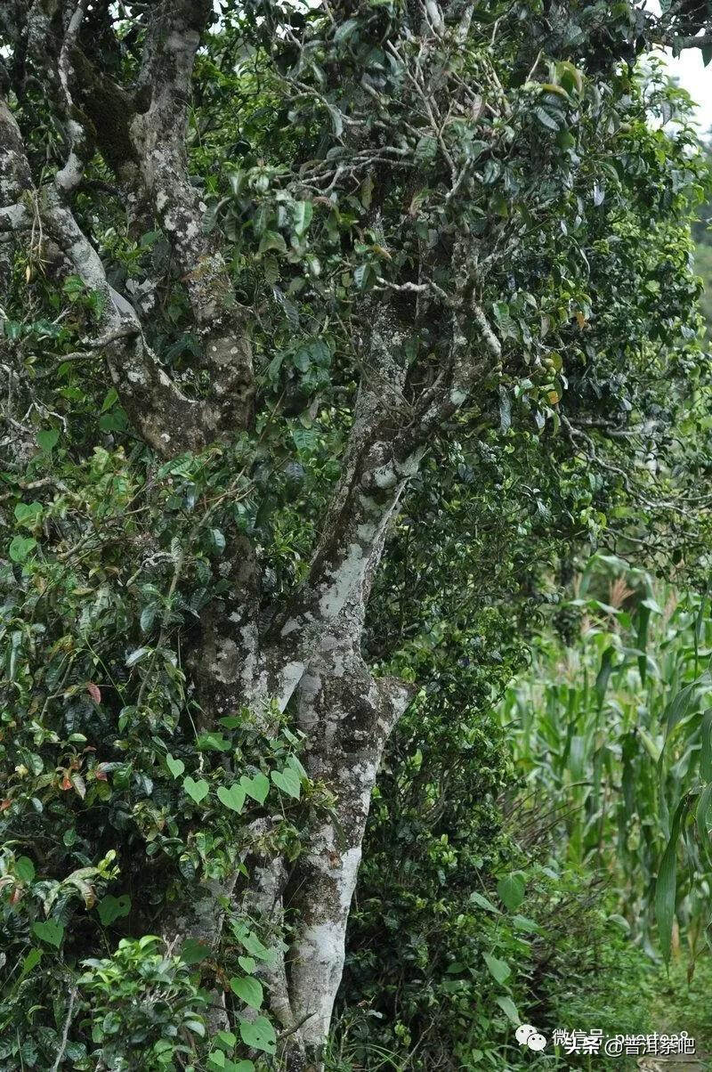 「干货分享」易武，普洱茶人一生的归宿