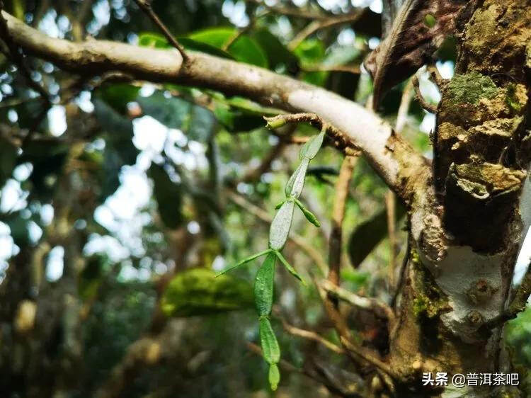 「干货分享」西双版纳普洱茶茶山行