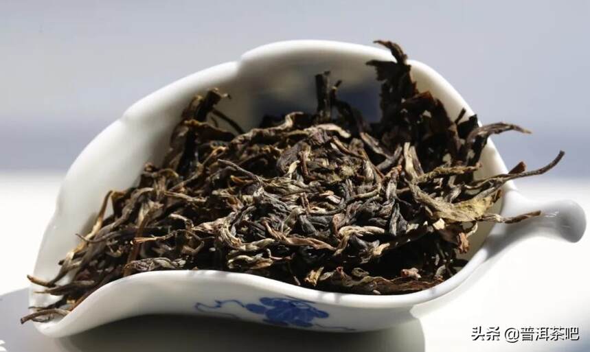 「干货分享」解析普洱茶古树茶