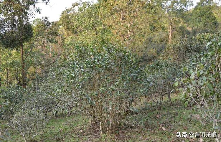 易武古茶山寻茶记一一七村八寨之瑶族丁家寨，麻黑寨，落水洞