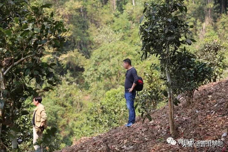 「普洱茶山行」那卡，勐海境内唯一中小叶种山头