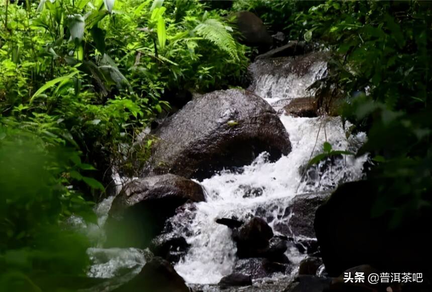 「干货分享」滑竹梁子&刮风寨，哪座茶山更能代表原始森林的味道