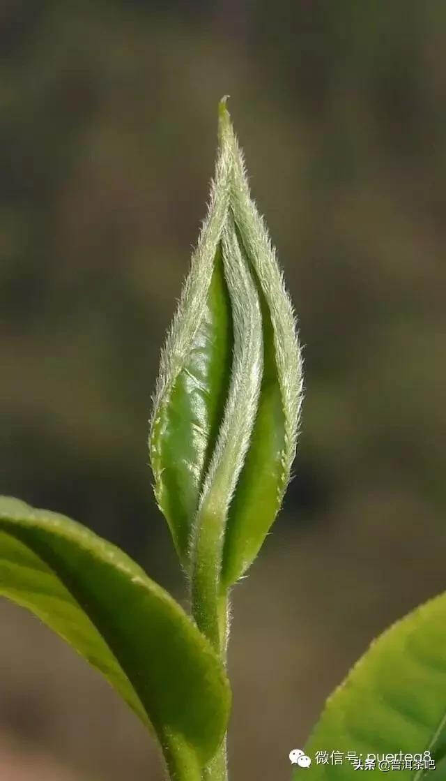 「干货分享」给普洱茶新茶友的一些建议