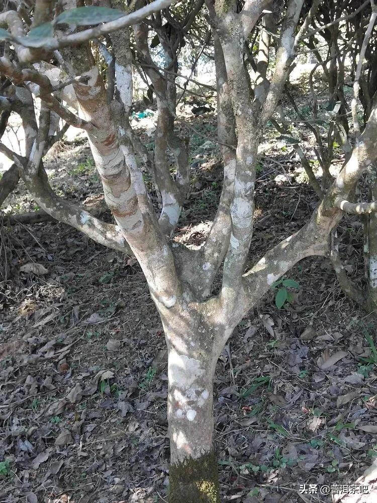 易武古茶山寻茶记一一七村八寨之瑶族丁家寨，麻黑寨，落水洞