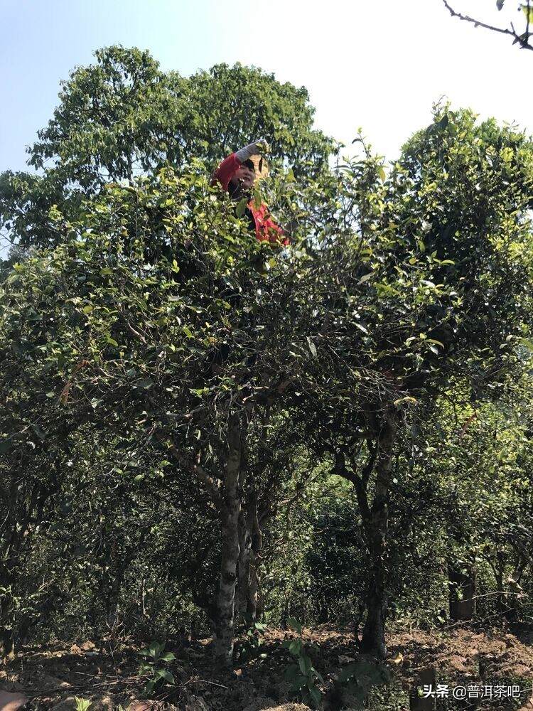 「干货分享」单株，一种略带矫情的普洱