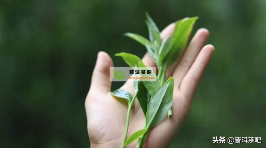 「答疑解惑」雨季喝普洱水味重茶香淡回甘弱？究竟是怎么回事？